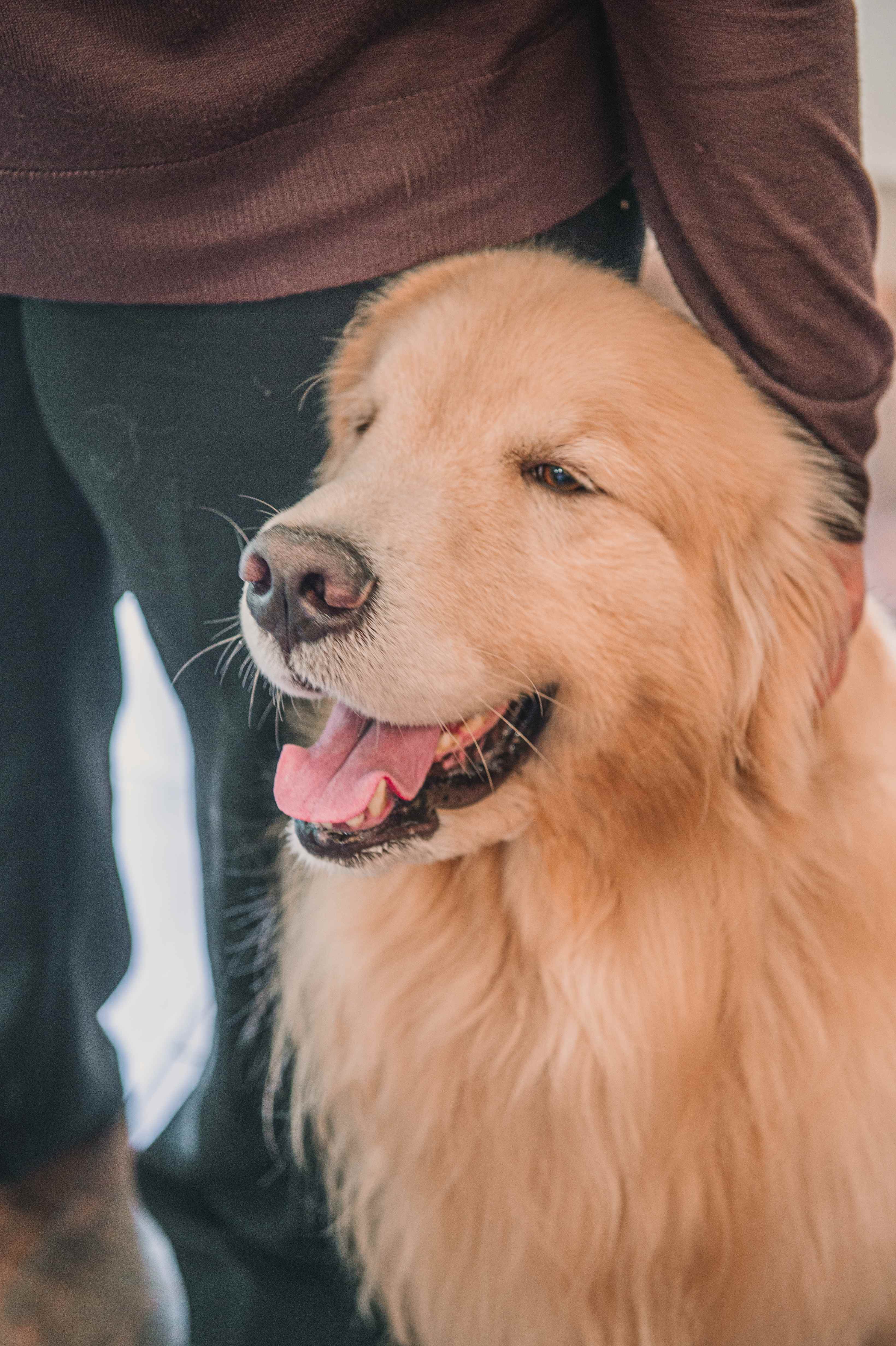 Aslan - La nostra mascotte